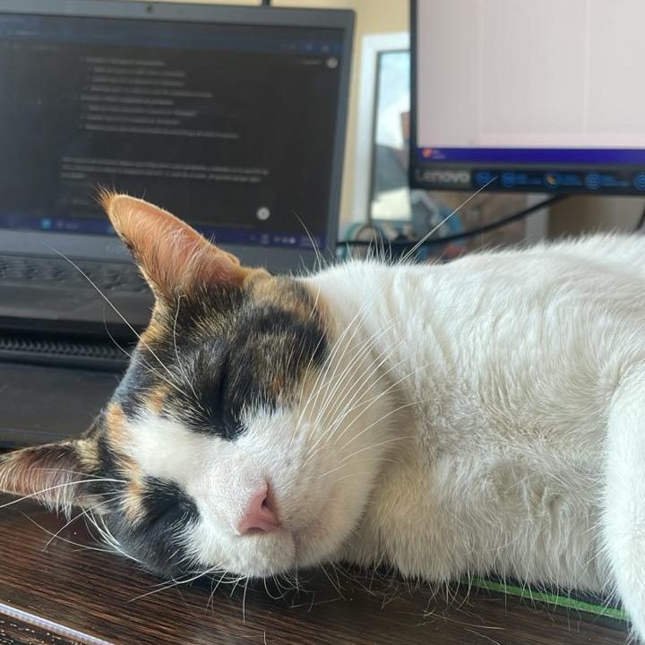 Gata tricolor durmiendo sobre un escritorio frente al computador